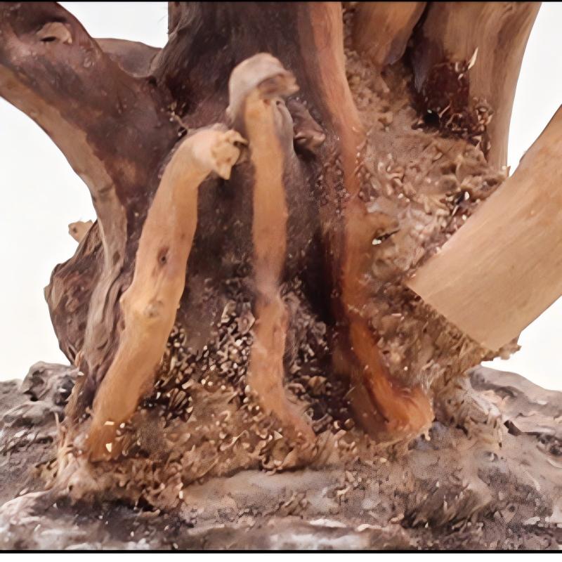 Adornos de madera para paisaji - Aquarium Innovative Marine reseña y precio