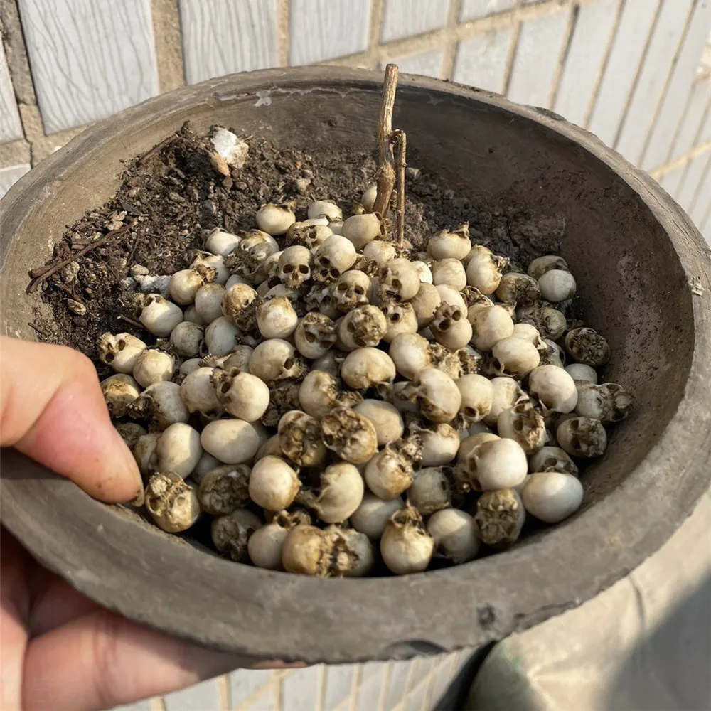Mini calavera, modelo en minia - Marine Aquarium Mini reseña y precio